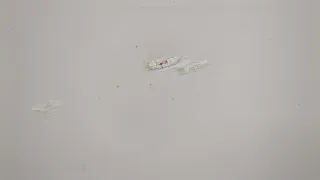  Дверь передняя правая белая BMW X3 F25 Арт 20426719, вид 4